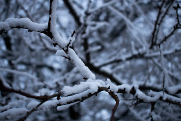 Branches covered with snow