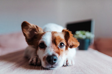 Fototapeta na wymiar cute jack russell dog working on laptop at home. Technology concept