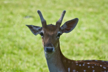 Portrait of a Deer Head with Flys around Its Head