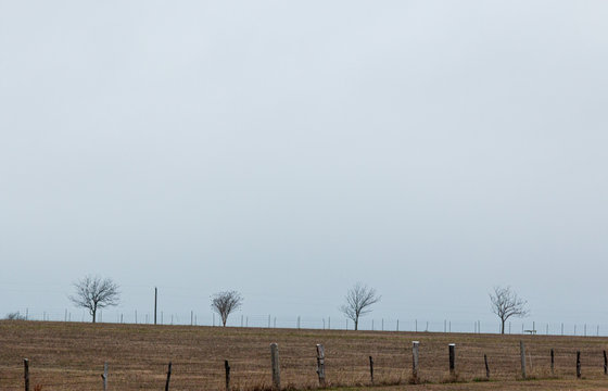 Four Trees