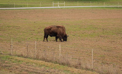 Buffalo Roaming