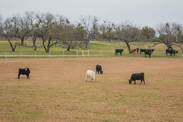 Fenced Cows