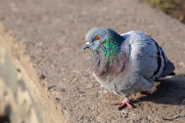 PIgeon staring at you with copy space.