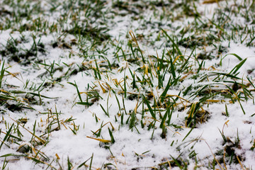 A Field Blade of Grass Covered in Snow