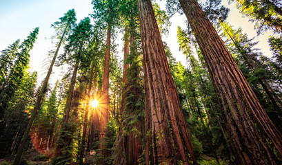 Sunrise in the Sequoia Forest, Yosemite National Park,