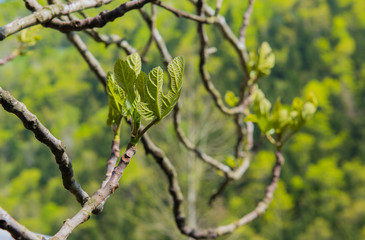 branches of a tree