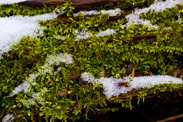 Textures with a fresh snow