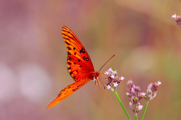 butterfly on flower