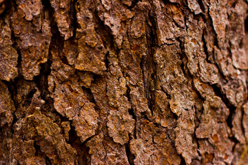 Textures of Cold Tree Bark