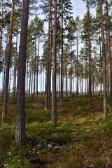 Beautiful pine tree forest in early spring season