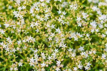 Sedum greggii Flowering succulents, Succulents, Planting. Macro of the succulent
