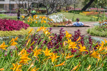 Madeira Blumenpracht