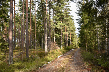 Country road in a beautiful coniferous forest