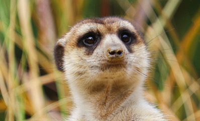 Fototapeta premium Meerkat or suricate standing on a rock in the forest
