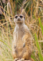 Meerkat or suricate standing on a rock in the forest
