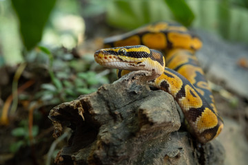 Ball python