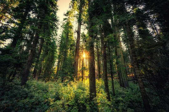 Forest of Sequoias, Yosemite National Park, California © Stephen