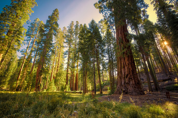 Forest of Sequoias, Yosemite National Park, California