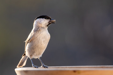 Grey tit