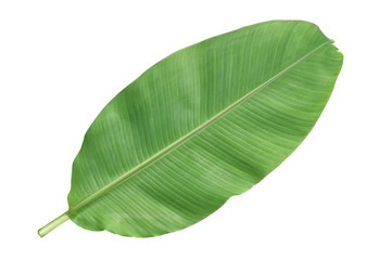 Banana leaves isolated on white background.