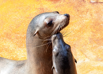 Fototapeta premium love between sea lions