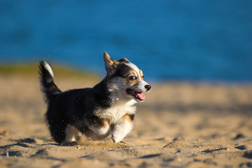 welsh corgi puppy on a sandy beach