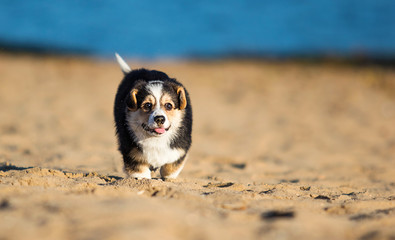 welsh corgi puppy on a sandy beach
