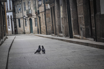 Two pigeons in the medieval street. Portugal. Guimaraes
