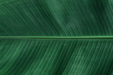 banana leaves abstract green background