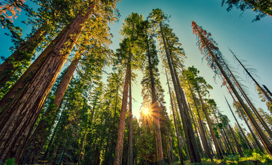 Forest of Sequoias, Yosemite National Park, California