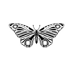 Obraz na płótnie Canvas Butterfly vector illustration