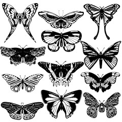 Hand drawn vector collection of moths and butterflies.