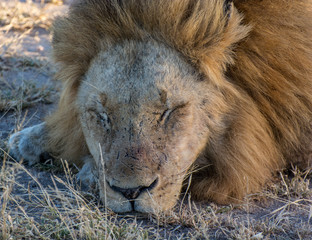 Portrait of a male lion (Panthera leo) taken in the Timbavati Reserve, South Africa