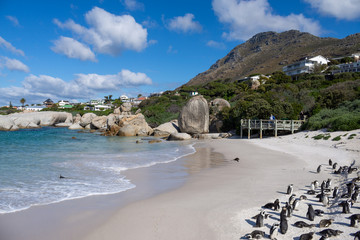Cape Penguins playing at the beach © Steven
