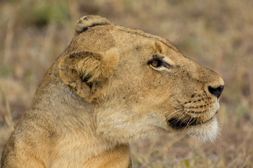 Portrait of a lioness (Panthera leo) taken in gthe Timbavati Reserve, South Africa