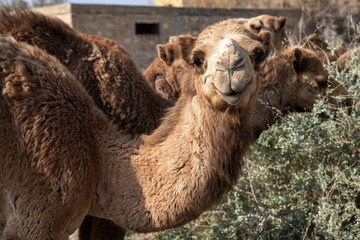 Bedouin camel looking to camera