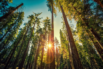 Forest of Sequoias, Yosemite National Park, California