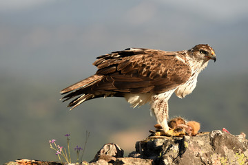 Eagle pound in the San Pedro mountain range.