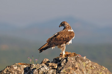 Eagle pound in the San Pedro mountain range.