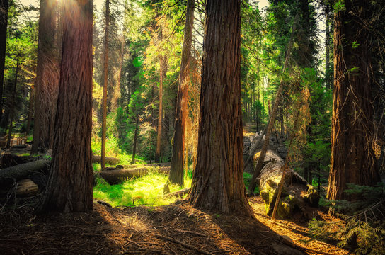 Sunrise In The Sequoia Forest, Yosemite National Park,