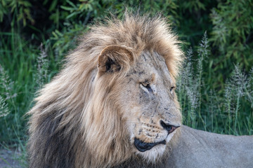 Portrait of a male lion (Panthera leo) taken in the Timbavati Reserve, South Africa