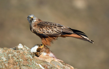 Milano real con una presa sobre la roca