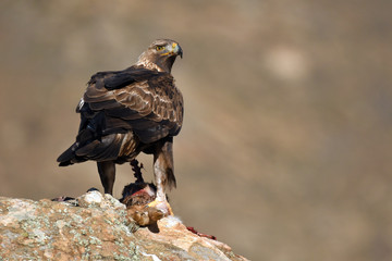 Fototapeta premium Aguila reala en la sierra con una presa