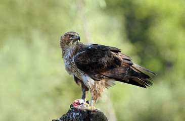 Eagle pound in the San Pedro mountain range.