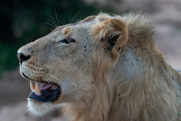 Portrait of a male lion (Panthera leo) taken in the Timbavati Reserve, South Africa