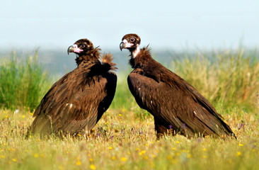Pareja de buitres negros entre las flores