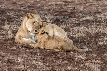 Fototapeta na wymiar Lioness and cub (Panthera leo) in the Timbavati Reserve, South Africa