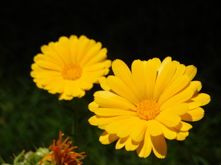 Two flowers in bright sunlight
