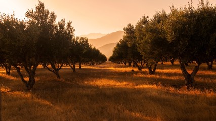 Olive trees farm, Frangokastello Greece Crete, Sunset at olives farm