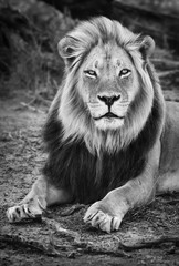 Male black maned lion portrait close-up in black and white looking fixed at the camera. Panthera leo. Kgalagadi